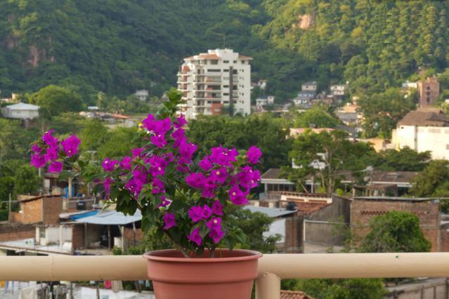 Oasis Hostel Puerto Vallarta Ngoại thất bức ảnh